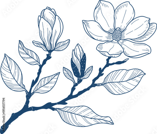 Elegant blue line drawing of blooming magnolia flowers and buds on a branch with leaves, showcasing delicate botanical beauty