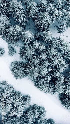 View of the coniferous forest in the snow and in the cold from a height