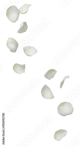 White rose petals floating in the air isolated on transparent background