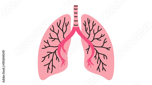 A detailed illustration of human lungs with trachea and bronchi