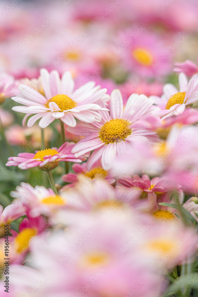 Fototapeta premium Daisy Field