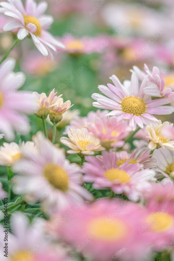 Fototapeta premium Daisy Field
