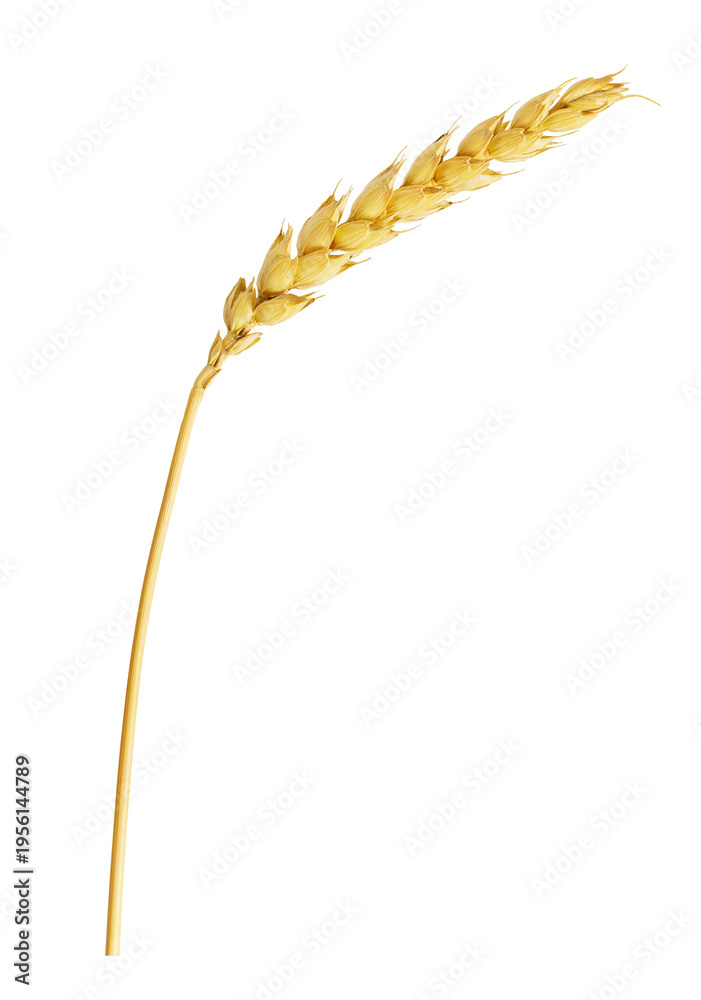 Obraz premium Close up of wheat ear isolated on transparent background