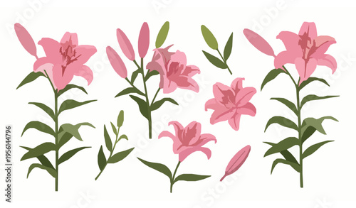 Royal pink lily vector collection floral elements branches leaves buds set