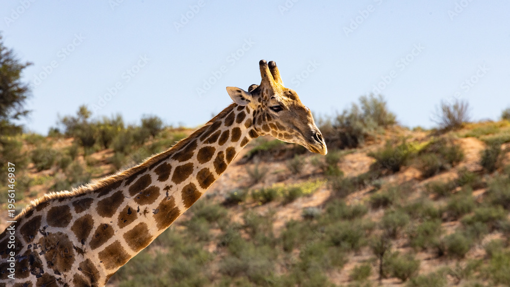Obraz premium A majestic Giraffe (Kameelperd) (Giraffa camelopardalis) bends over to drink in the Kgalagadi Transfrontier Park, South Africa, Botswana near Twee Rivieren