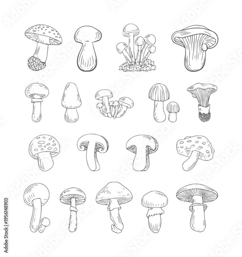 Black and white line collection of various mushroom types fungi nature forest organic