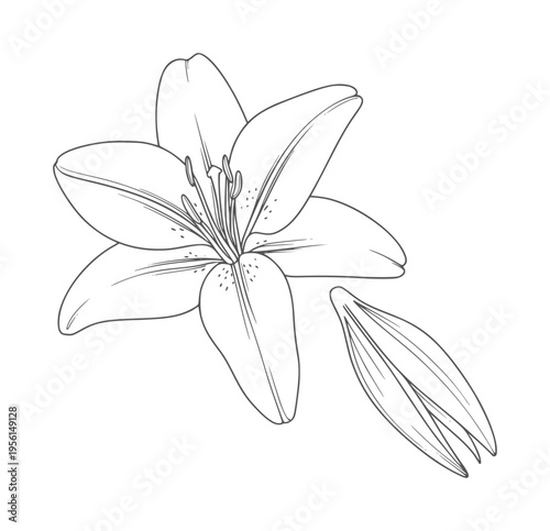 Black and white line of a single lily flower and a detached petal outline