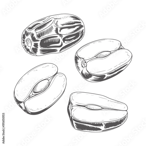 Black and white line of whole and halved dates fruit food