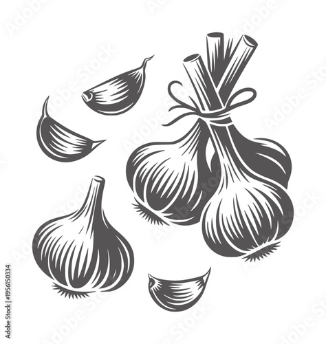 Black and white of garlic bulbs and cloves white food ingredient
