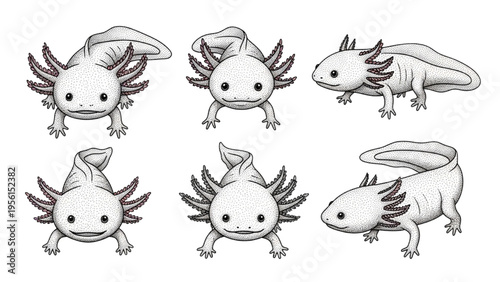 Set of Charming Hand-Drawn Axolotl Illustrations Showing Different Views and Playful Expressions