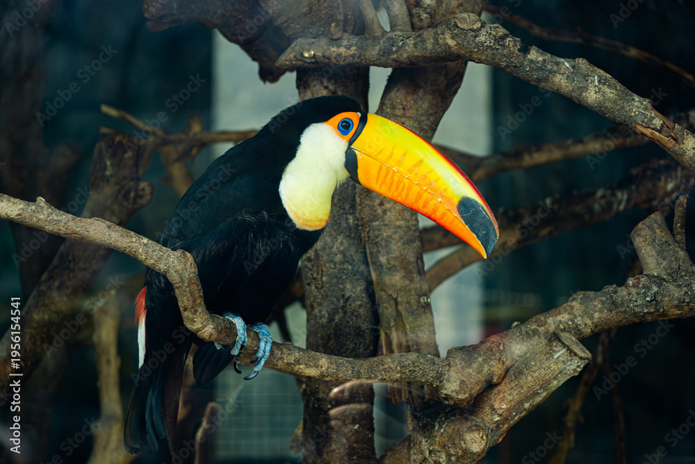 Fototapeta premium toucan in the jungle