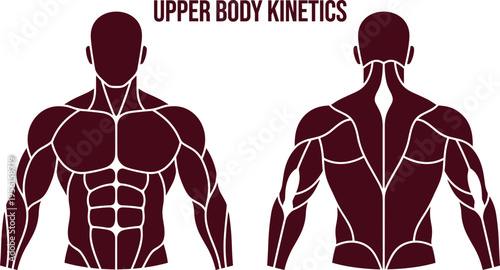 Male Upper Body Musculature Diagram Front and Back