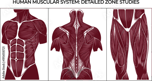 Human Muscular System Detailed Zone Studies Anatomy Illustration