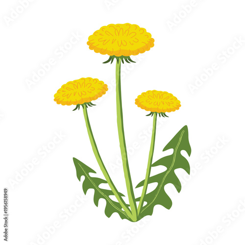 Flat vector illustration of yellow dandelions with green leaves. Isolated.