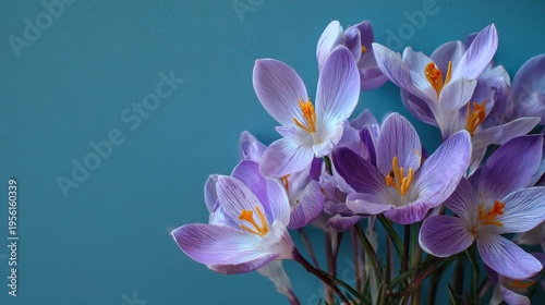 spring crocus green background on a blue background