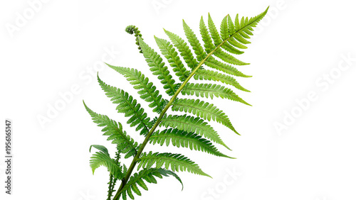fresh green fern fronds PNG isolated on transparent background