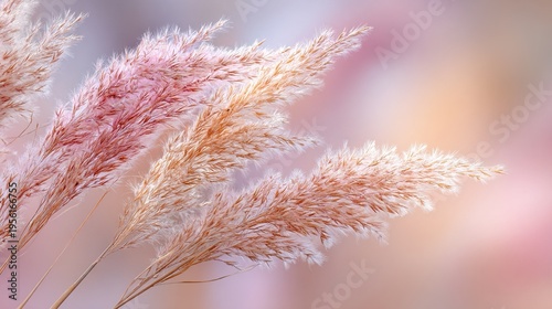 feathery. Soft pink and beige dried pampas grass stems against a blurred pastel background, glowing in backlight. event programs.