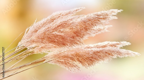 feathery. Soft pink and beige dried pampas grass stems against a blurred pastel background, glowing in backlight. event programs.