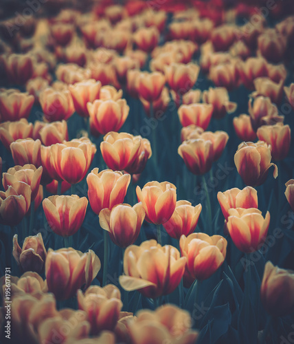 Schilderij op canvas Tulip Field with Vintage Aesthetic