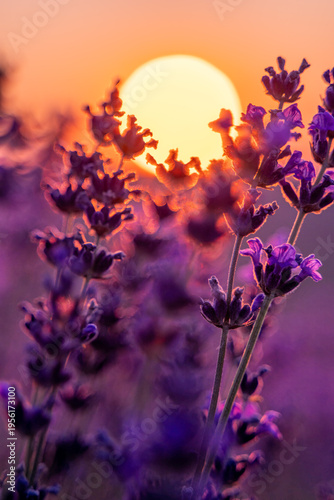 Lavender sunset field, vibrant purple flowers blooming in a tranquil summer meadow during golden hour.