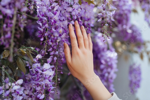 Female hand touching vibrant purple wisteria blossoms