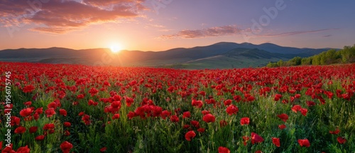 Vibrant sunset over blooming red poppy field with rolling hills in the distance