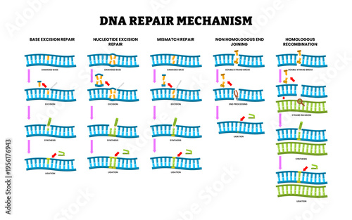 DNA Repair mechanism. Labeled base excision, nucleotide excision, mismatch, non homologous end joining, homologous recombination. Damaged base DNA repair. Vector illustration