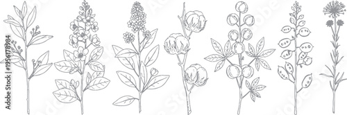 Assortment of detailed wildflower and botanical illustrations in a sketchy, hand-drawn style, featuring various plants and blossoms on a white background, line art
