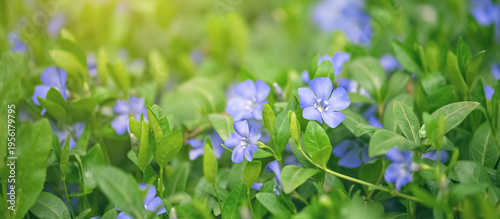 Spring banner with blue flowers in sunlight, selective focus. Summer floral background.