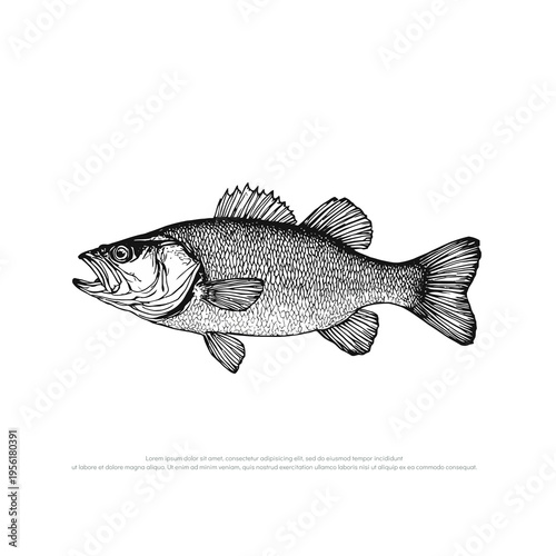 Detailed illustration of a largemouth bass fish in profile view