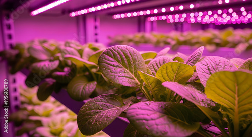 Hydroponic Plant Leaves Under Pink Grow Lights