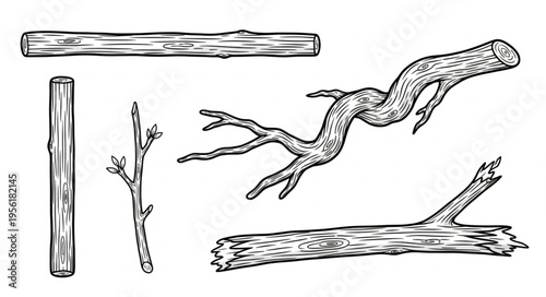 Detailed Line Art of Assorted Tree Branches and Twigs.