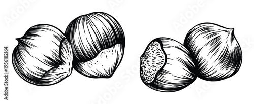 Vintage of hazelnuts in black and white style