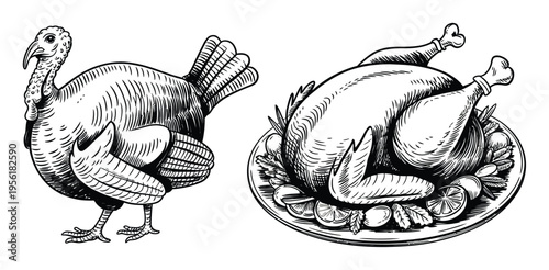 Turkey Bird and Roasted Turkey Vector Illustration