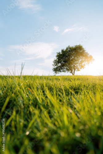 Lonely tree on sunny meadow with blue sky and lush green grass