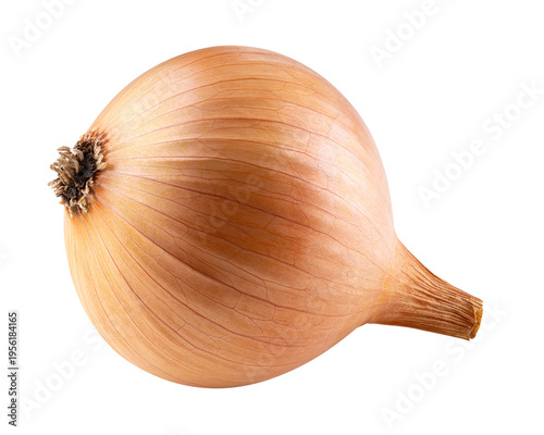One onion bulb isolated on transparent background