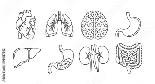 Collection of stylized human internal organs in detailed line art, depicting essential anatomical structures for health, medical studies, and biological education