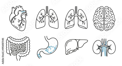 Line art vector icons for human internal organs. Heart, lungs, brain, stomach, liver, kidneys included. Ideal for medical, biology, health education graphics