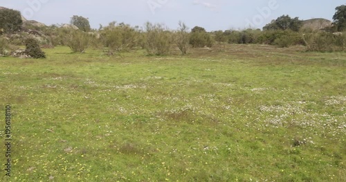 Green meadow with wildflowers in Los Barruecos natural landscape.