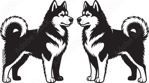 Symmetrical black and white illustrations of Alaskan Malamute dogs facing each other, showcasing thick fur, curled tails, erect ears, and confident stance for artwork, branding, and design.