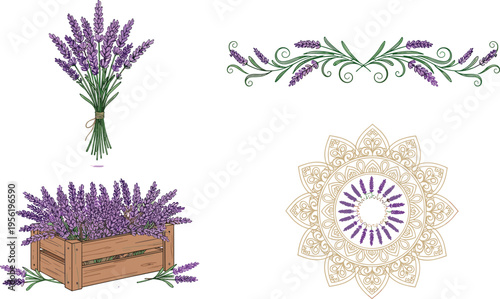 Hand drawn lavender floral collection featuring purple herb bouquet horizontal scroll border wooden crate arrangement and decorative circular mandala ornament vector.