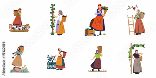 Set of flat vector illustrations showing women in traditional costumes harvesting grapes in a vineyard, carrying baskets and working outdoors.