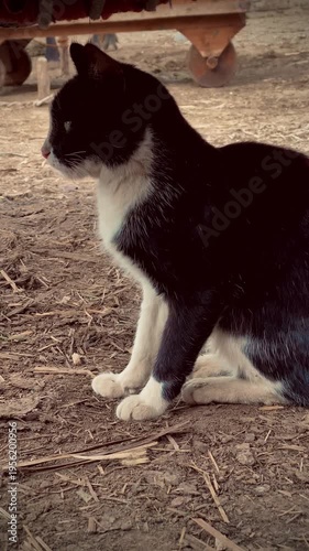 black and white cat chilling in a farm