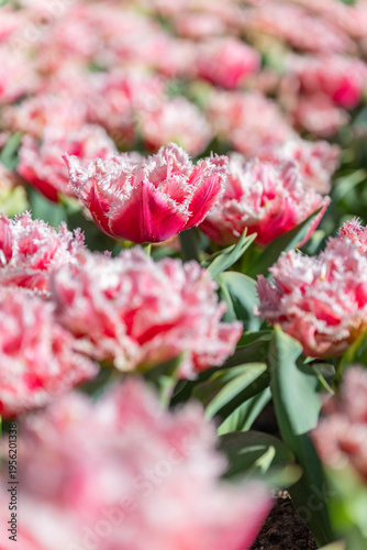 Fancy frilled tulip close up