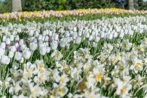 White spring garden landscape