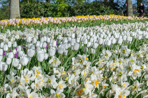 Diverse spring floral landscape