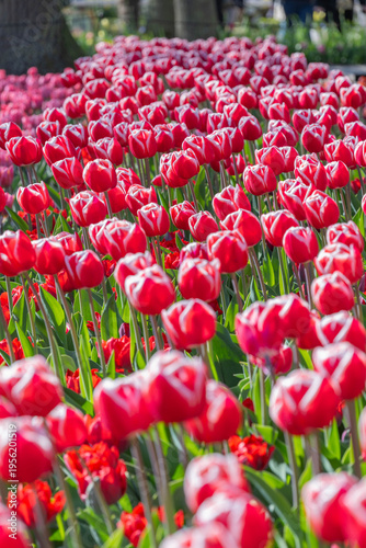 Rows of red white tulips