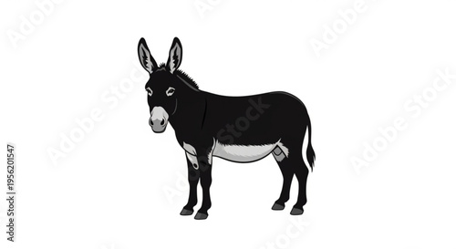 Black donkey standing alone looking forward white belly and muzzle on plain background