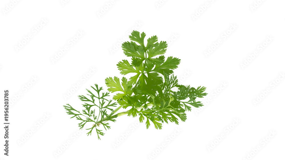Obraz premium Isolated on white background, a flowering coriander plant (Coriandrum sativum)