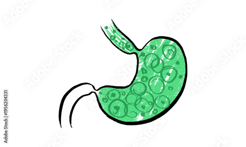 Stomach anatomy sketch